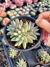 Load image into Gallery viewer, Pachyphytum Compactum - April Farm/Rare Succulents