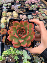 Load image into Gallery viewer, Echeveria agavoides Mousse Candy - April Farm/Rare Succulents
