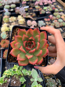 Echeveria agavoides Mousse Candy - April Farm/Rare Succulents