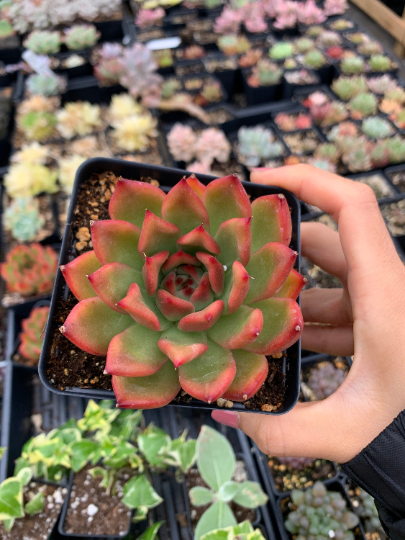 candy succulents Echeveria agavoides Mousse Candy