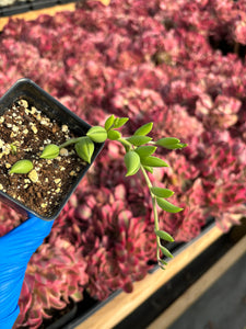 Senecio radicans (cutting) - April Farm/Rare Succulent