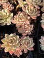 Load image into Gallery viewer, Echeveria Pink Belle - April Farm/Rare Succulents