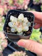 Load image into Gallery viewer, Rare Succulent - Haworthia variegated OH (1)