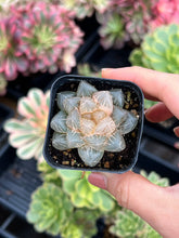 Load image into Gallery viewer, Rare Succulent - Haworthia variegated OH (2)