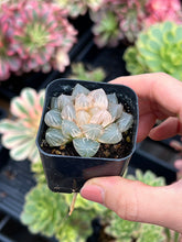 Load image into Gallery viewer, Rare Succulent - Haworthia variegated OH (2)
