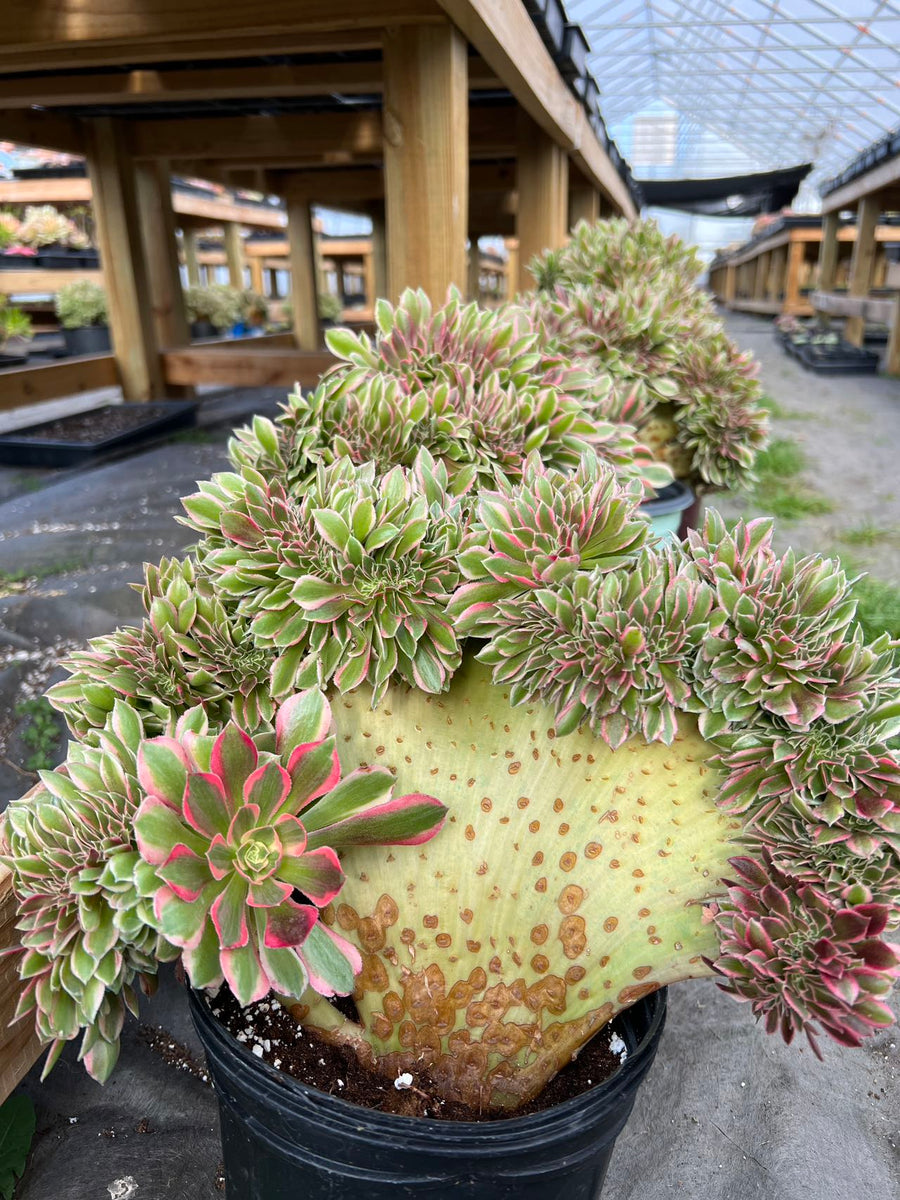 Aeonium Pink Witch Large Crested - April Farm/Rare Succulents