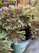 Load image into Gallery viewer, Aeonium Pink Witch Large Crested - April Farm/Rare Succulents