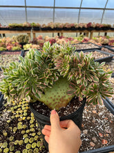 Load image into Gallery viewer, Aeonium Pink Witch Large Crested - April Farm/Rare Succulents