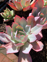 Load image into Gallery viewer, Echeveria Blue light - April Farm/Rare Succulents
