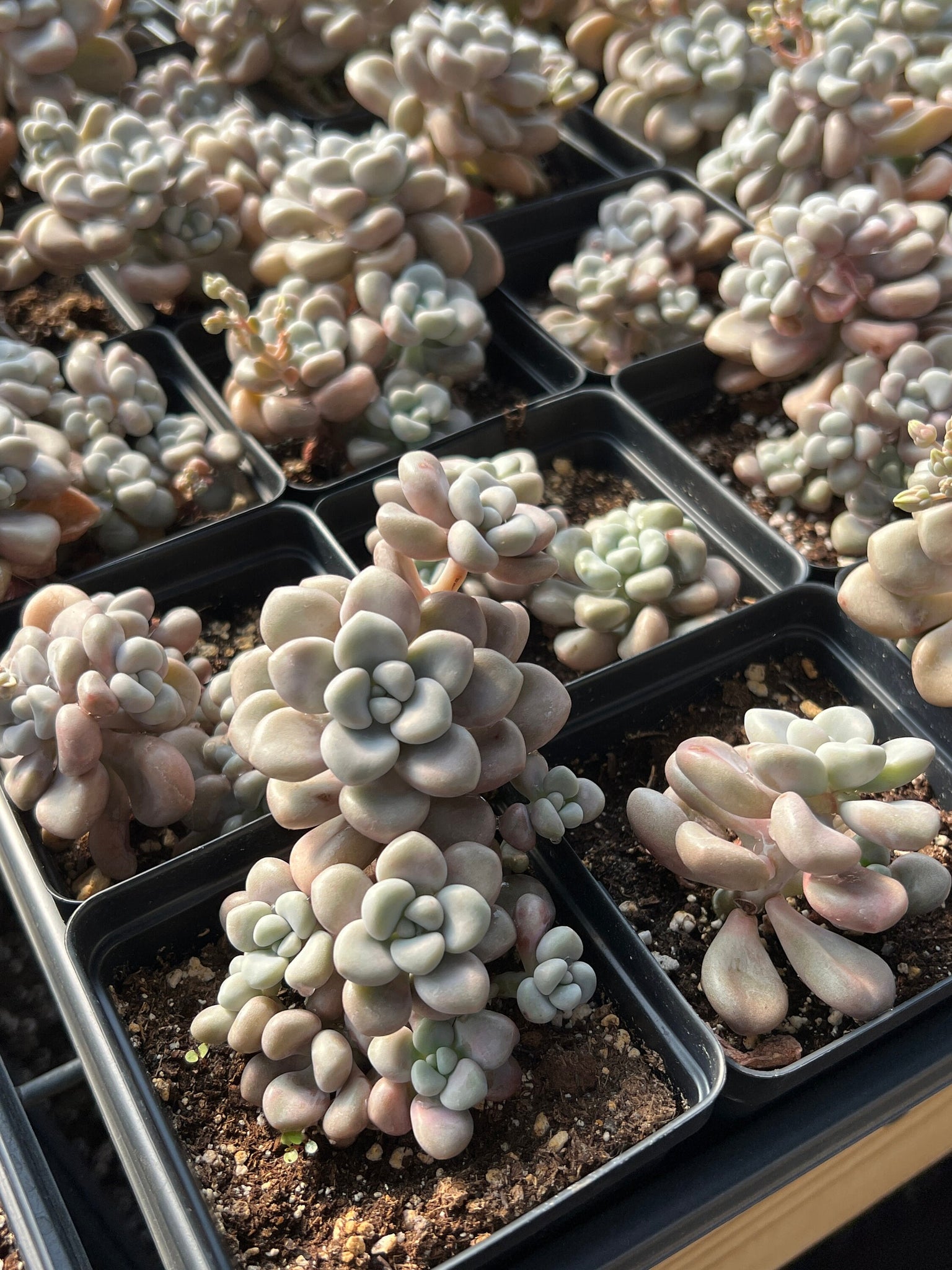 graptopetalum succulent Graptopetalum Ellen