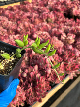 Load image into Gallery viewer, Senecio radicans (cutting) - April Farm/Rare Succulent
