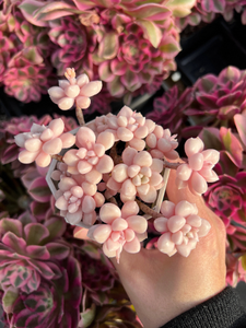 Graptopetalum Mendoza small cluster cutting (4-5 heads) - April Farm/Rare Succulents