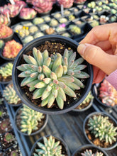 Load image into Gallery viewer, Pachyphytum Compactum - April Farm/Rare Succulents