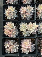Load image into Gallery viewer, Echeveria Subsessilis variegated small cluster - April Farm/Rare Succulents