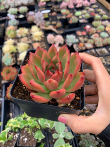 Echeveria agavoides Mousse Candy - April Farm/Rare Succulents