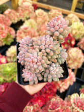 Load image into Gallery viewer, Pachyphytum &#39;Machucae&#39; (Baby Finger) Large Cluster - April Farm/Rare Succulents