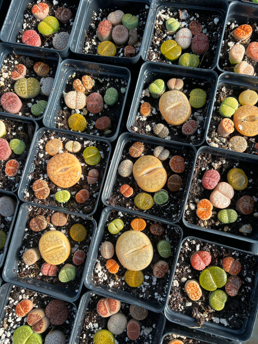 Colorful Assorted Lithops sp 2.5'' - April Farm/Rare Succulents