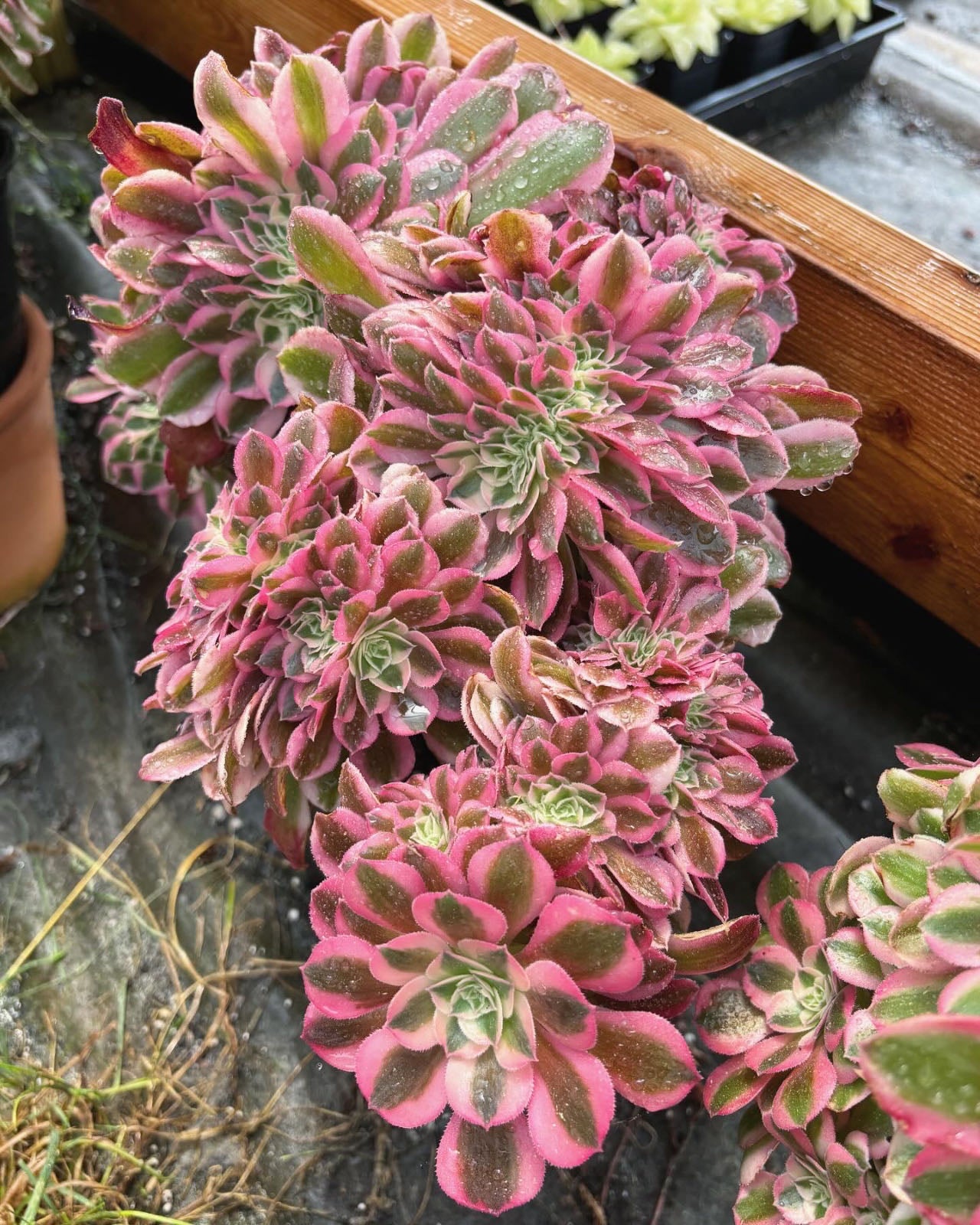 Aeonium Pink Witch Crested