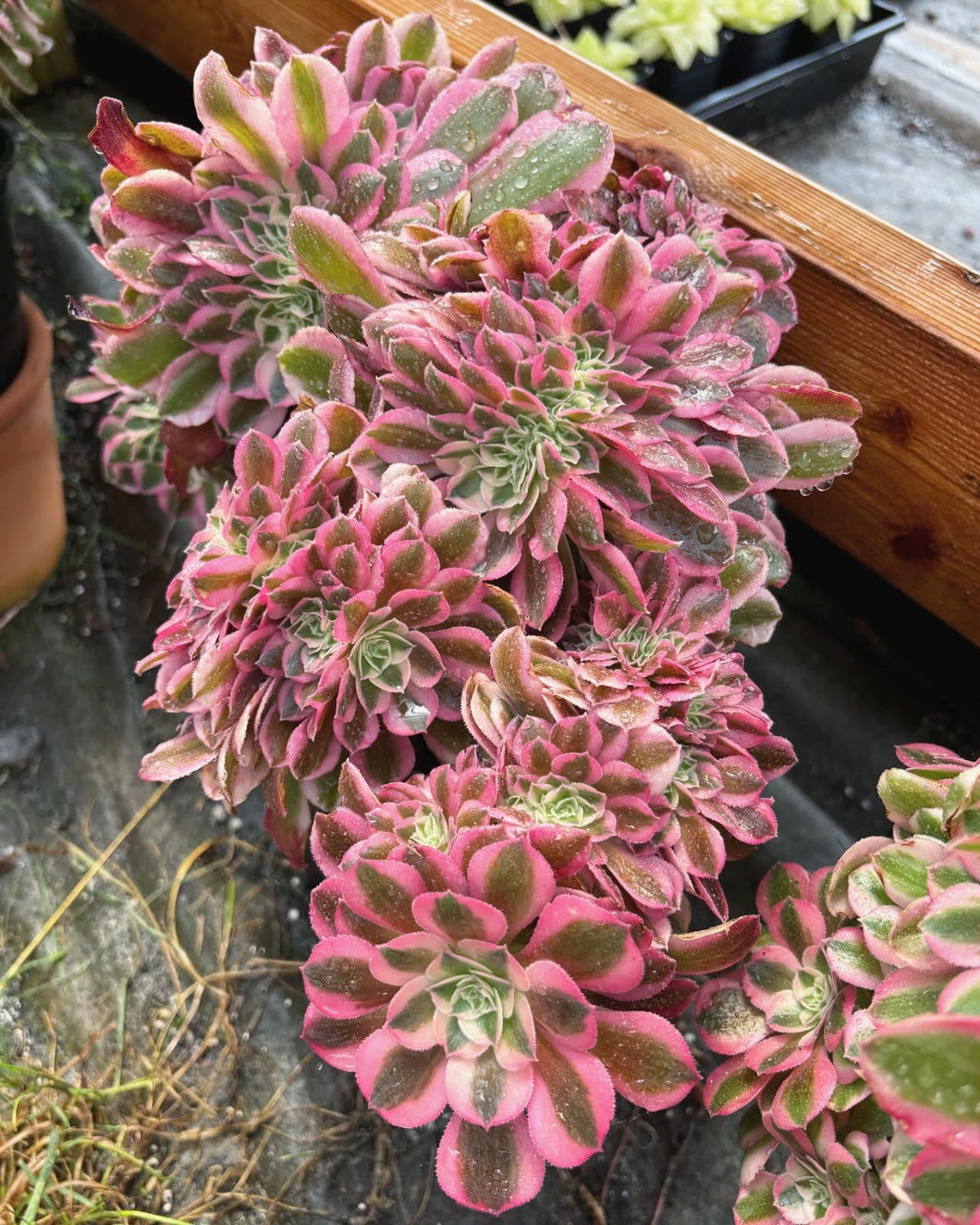 pink witch succulent near me Aeonium Pink Witch Crested