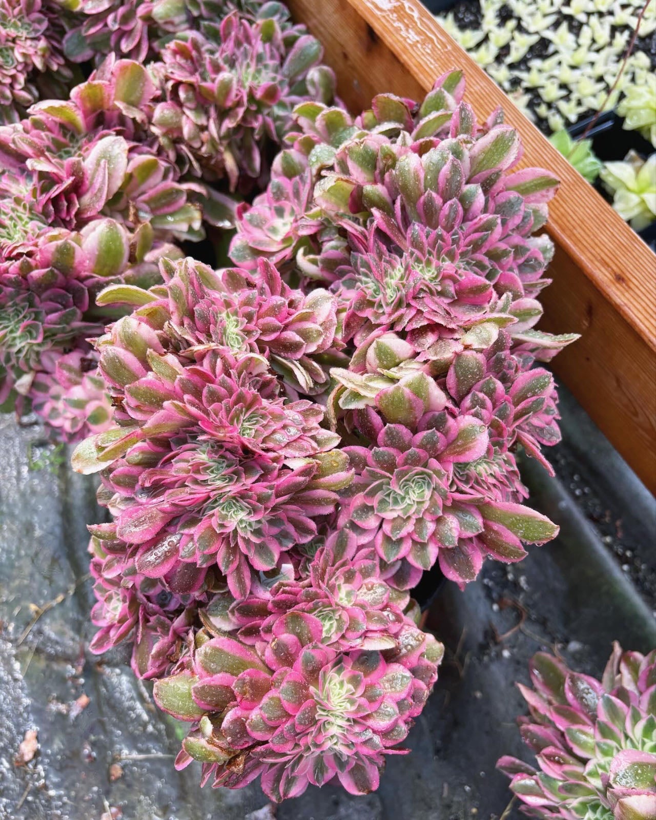 succulents turning pink Aeonium Pink Witch Crested