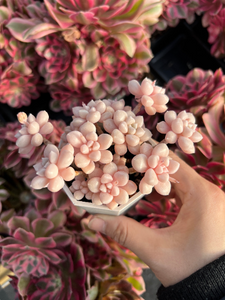 Graptopetalum Mendoza small cluster cutting - April Farm/Rare Succulents