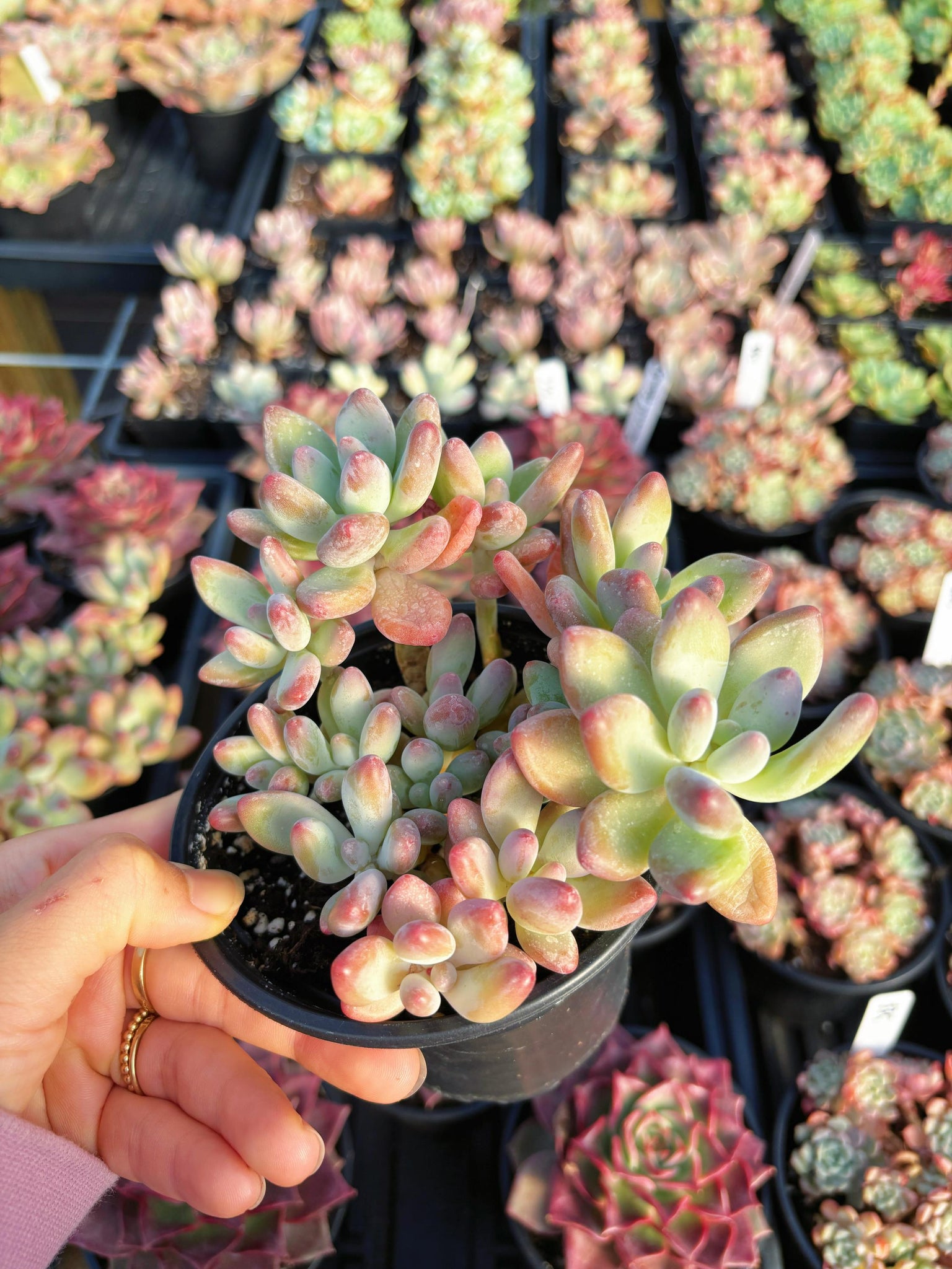 Pachyphytum garciae “apple cheese” - April Farm/Rare Succulents