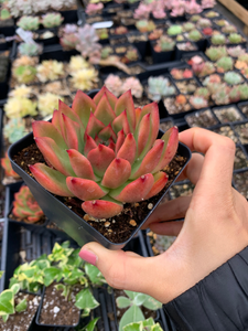 Echeveria agavoides Mousse Candy - April Farm/Rare Succulents