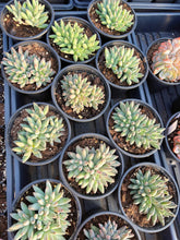 Load image into Gallery viewer, Pachyphytum Compactum - April Farm/Rare Succulents
