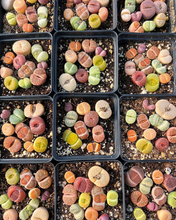 Load image into Gallery viewer, Colorful Assorted Lithops sp - April Farm/Rare Succulents
