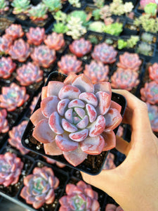 succulent beauty Echeveria Pink Beauty