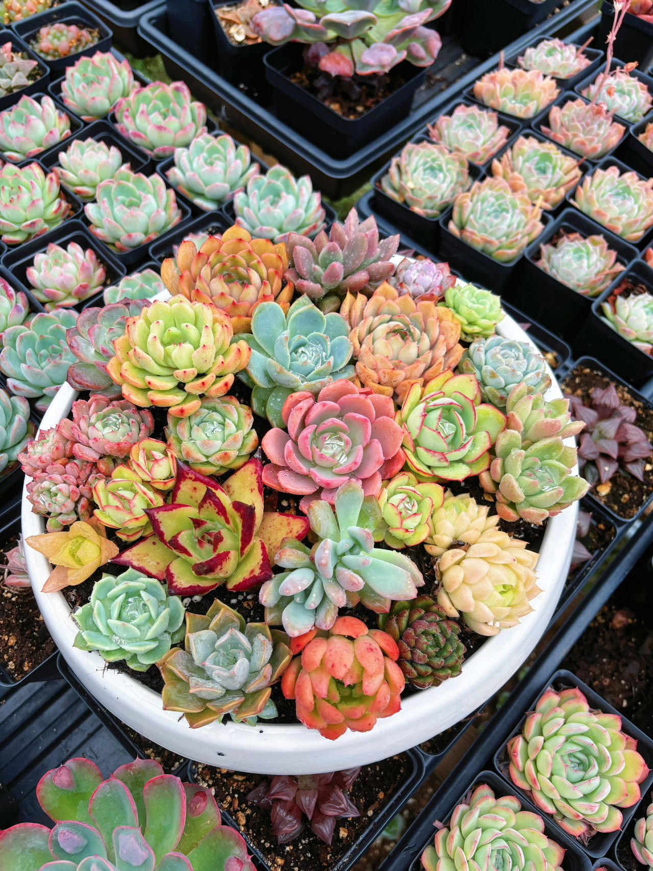 images of succulents Succulents Assortment