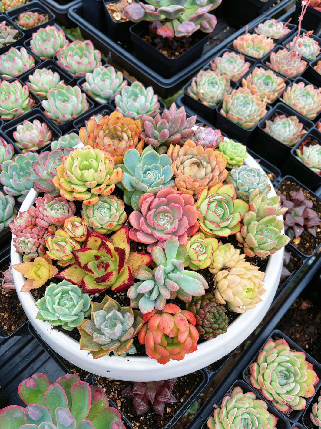 for sale succulents Succulents Assortment