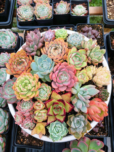 rare plants and succulents nursery Succulents Assortment