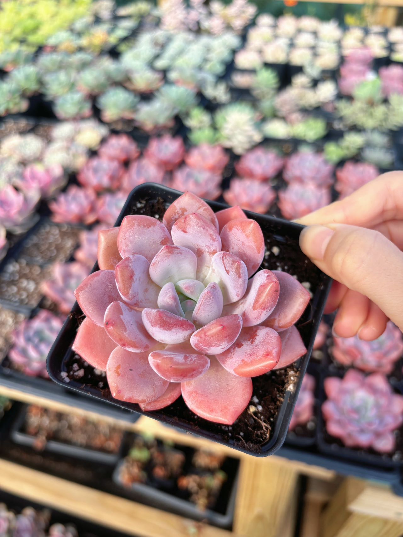 pink succulent pot Echeveria Pink Beauty