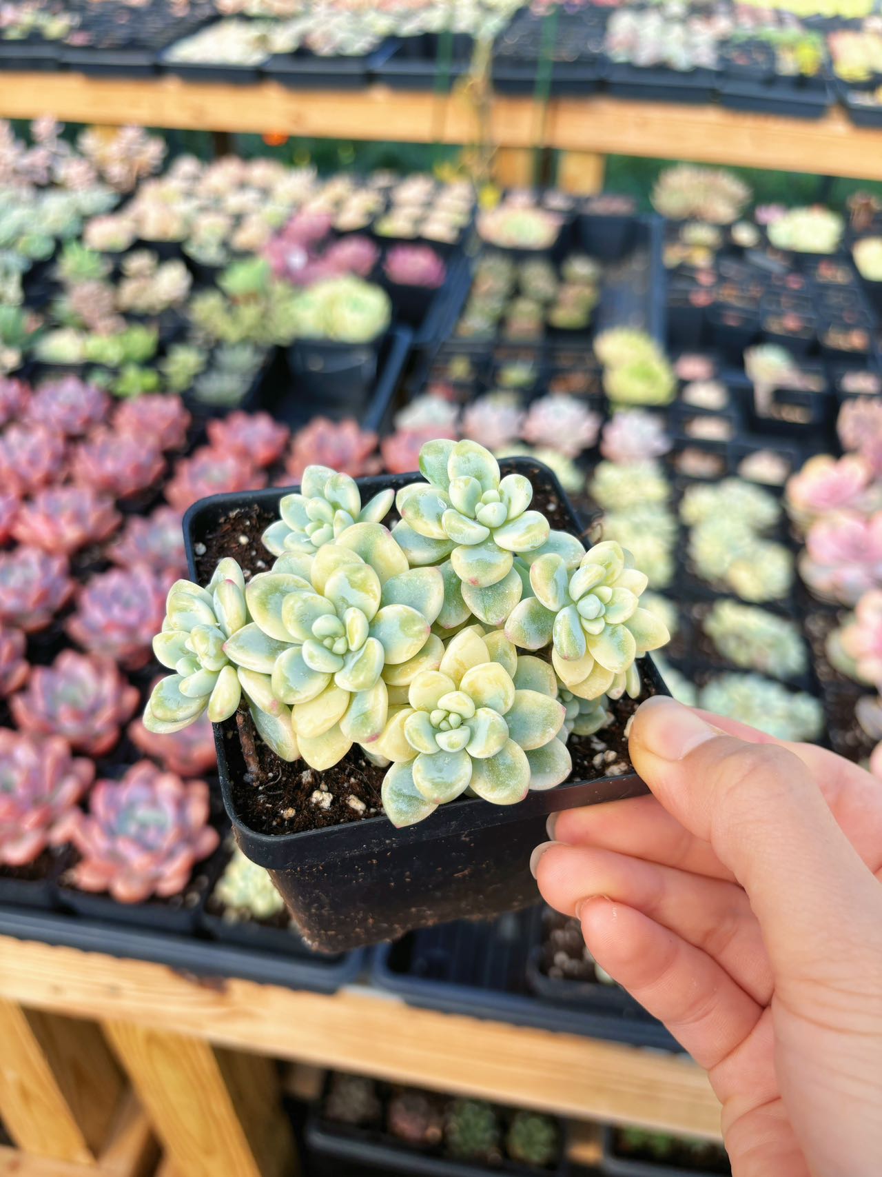 Sedum Variegated Clavatum cluster
