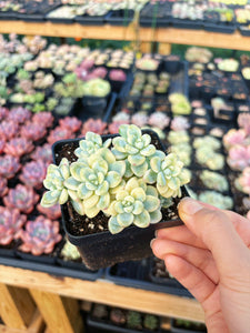 Sedum Variegated Clavatum cluster - April Farm/Rare Succulents