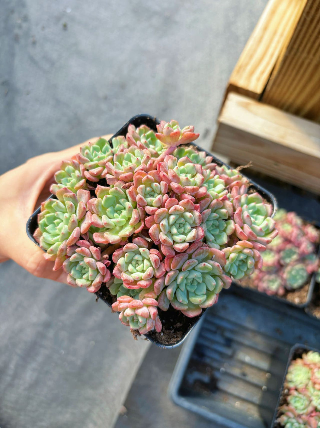 roberta's succulents Echeveria Lovely Pebble Large Cluster