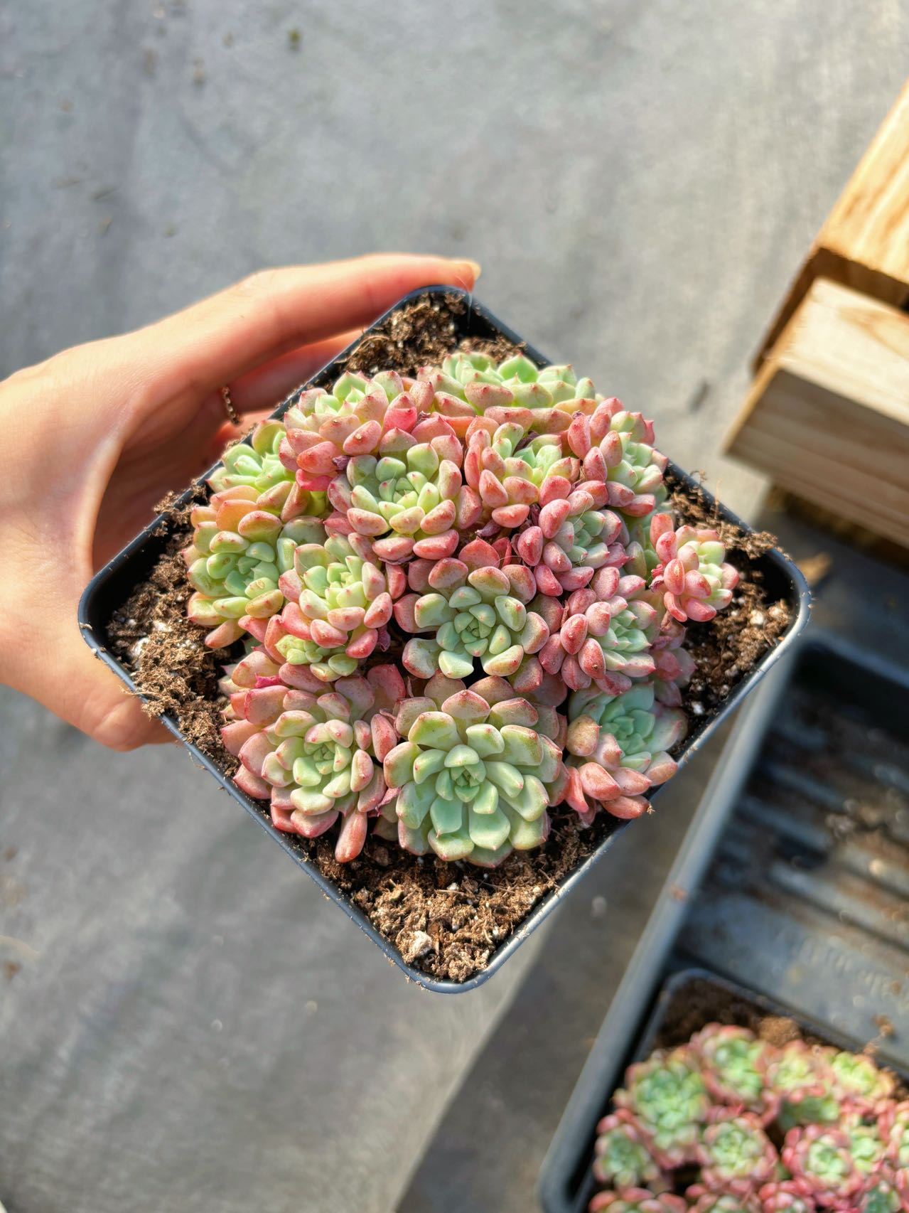 succulent pebbles Echeveria Lovely Pebble Large Cluster