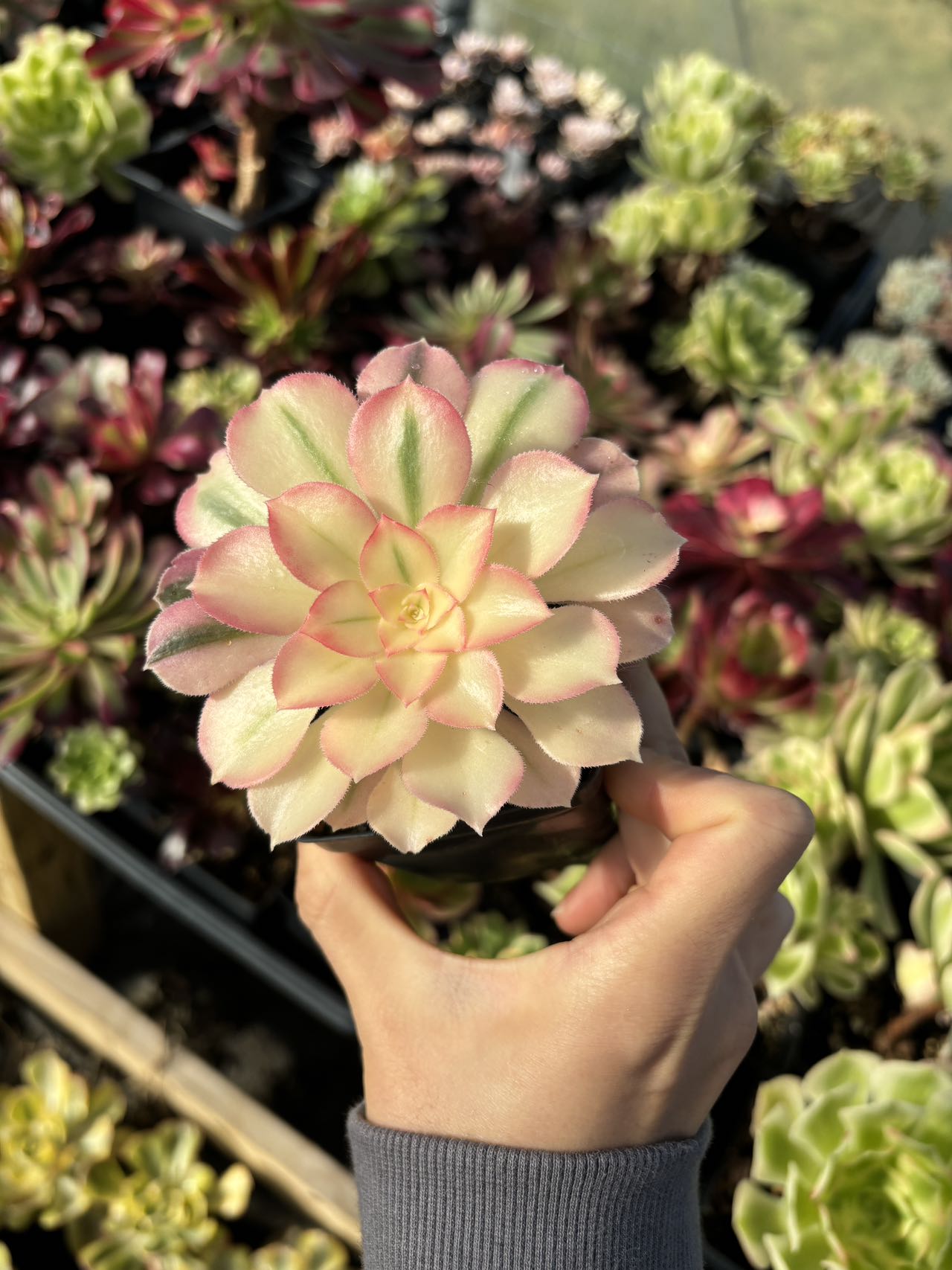 succulent witch Aeonium sp White Witch