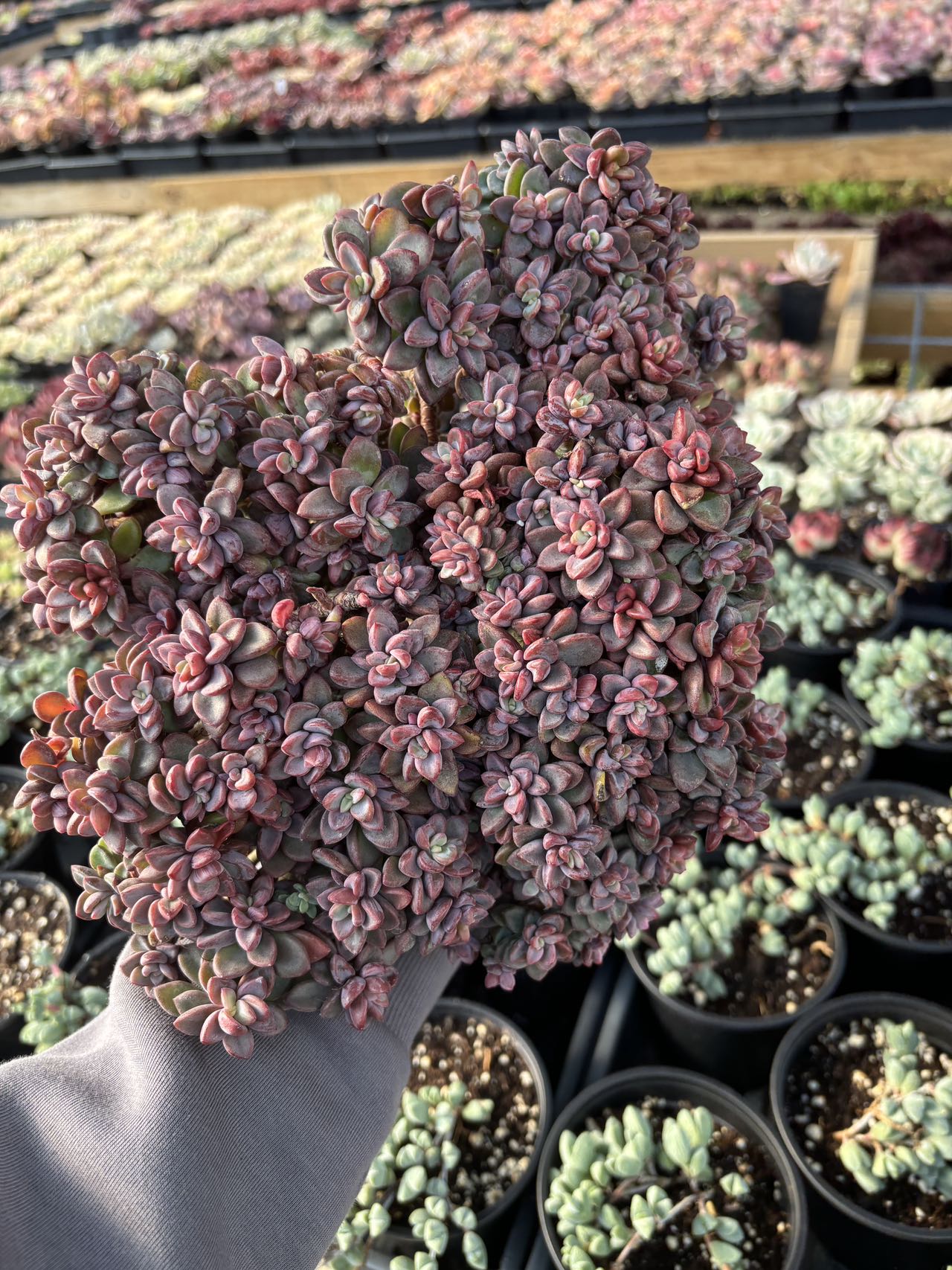 family of succulents Echeveria Rezry Pink Family (cluster may fall apart)