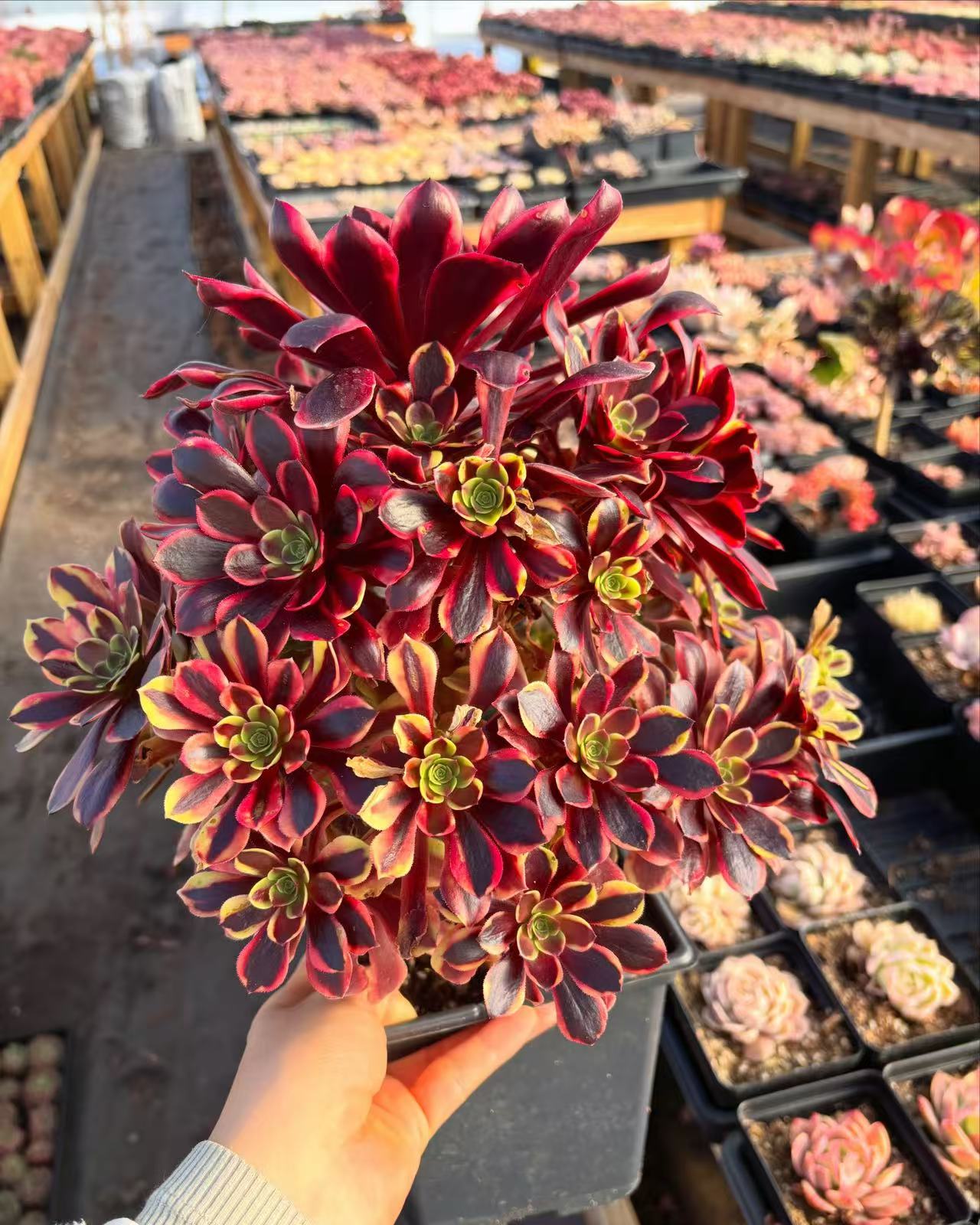 Aeonium Eucarie