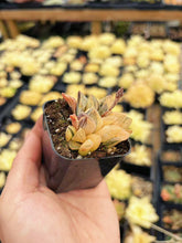 Load image into Gallery viewer, Haworthia Orange Variegated Retusa with pup (1)
