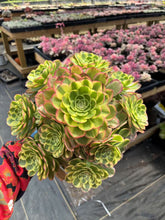 Load image into Gallery viewer, Aeonium Halloween Milky White Extra Large Cluster (2) - April Farm/Rare Succulent
