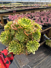 Load image into Gallery viewer, Aeonium Halloween Milky White Extra Large Cluster (2) - April Farm/Rare Succulent
