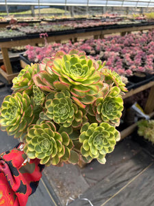 Aeonium Halloween Milky White Extra Large Cluster (2) - April Farm/Rare Succulent