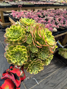 Aeonium Halloween Milky White Extra Large Cluster (2) - April Farm/Rare Succulent