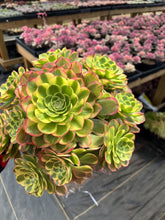 Load image into Gallery viewer, Aeonium Halloween Milky White Extra Large Cluster (2) - April Farm/Rare Succulent
