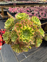 Load image into Gallery viewer, Aeonium Halloween Milky White Extra Large Cluster (2) - April Farm/Rare Succulent
