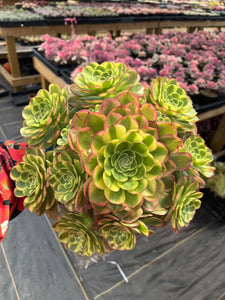 Aeonium Halloween Milky White Extra Large Cluster (2) - April Farm/Rare Succulent