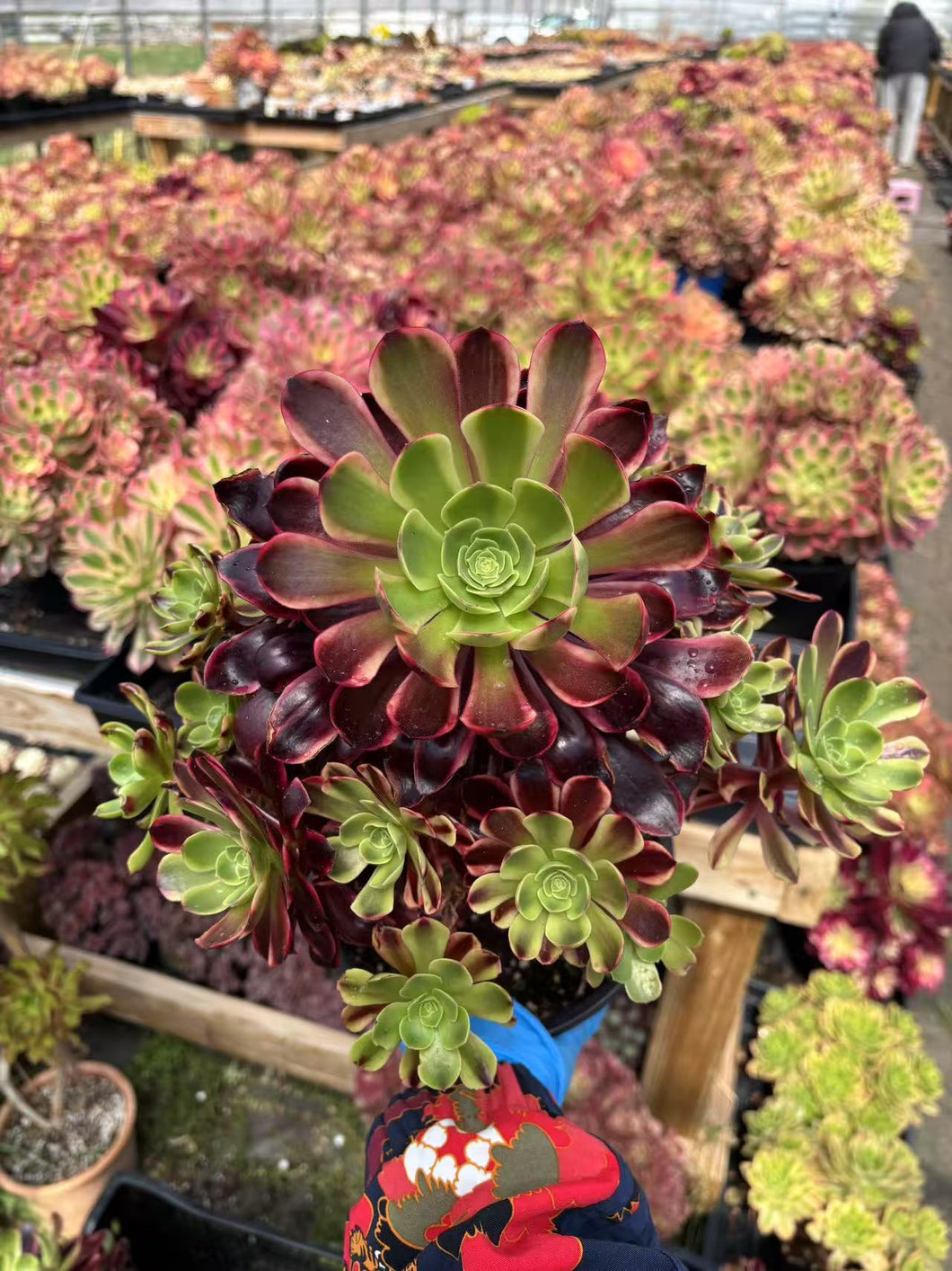 Aeonium Eucarie Extra Large Cluster (1) - April Farm/Rare Succulent